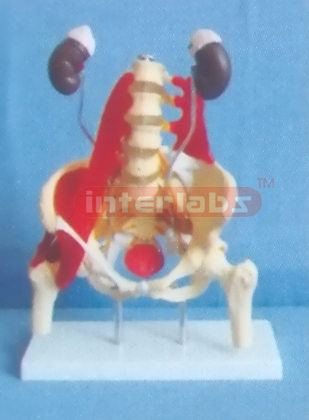 FEMALE MUSCULAR, THECA, KIDNEY, ARTERY IN PELVIS MODEL